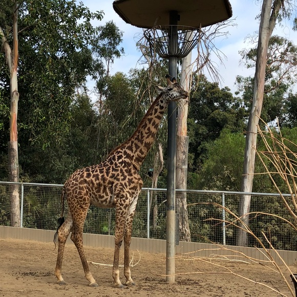 Plant - Picture 7 of 8